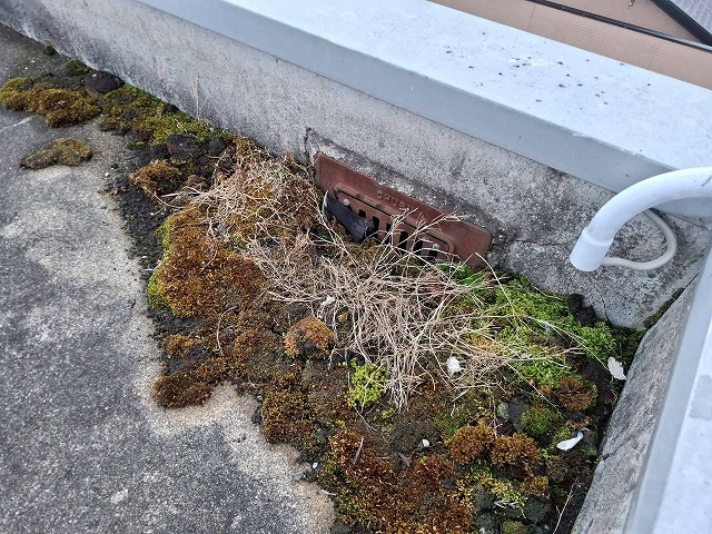 排水溝に苔